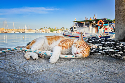 Red-haired sleeping cat on a rope in the harbor on sunny day. Greece.