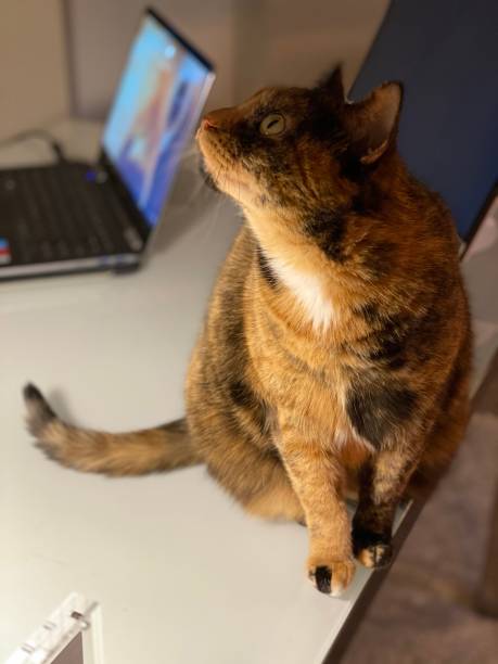 istock Tortoiseshell cat on white glass desk evening lighting 1204735373