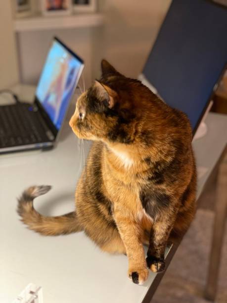 istock Tortoiseshell cat on white glass desk evening lighting 1204735387