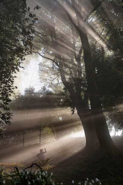 istock Travelers walking in fog forest 1204736160
