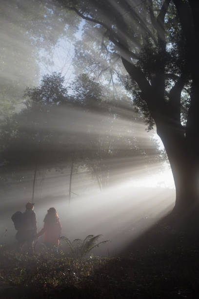 istock Travelers walking in fog forest 1204737685