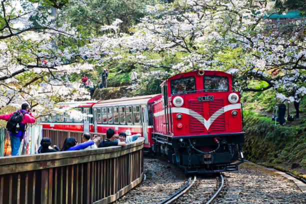 Chiayi, Taiwan - March 16, 2012: Alishan Forest Train At Alishan National Scenic Area. The Railway Originally Constructed For Logging, Has Become A Tourist Attraction With Its Unique Z-Shaped.