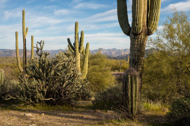 istock Sonoran Desert Landscape with Mountains 1204741345