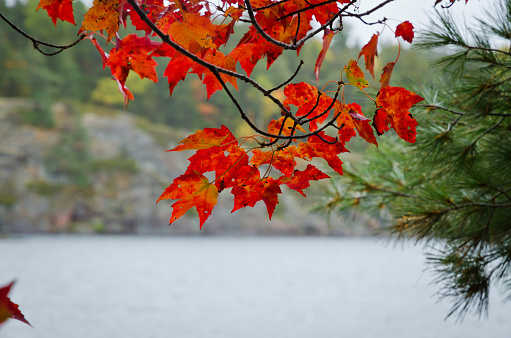 Forest lake in sunny autumn day in Canada