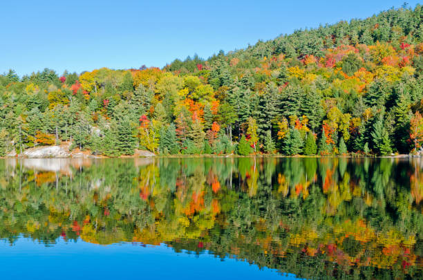 istock Sunrise above forest lake 1204742599