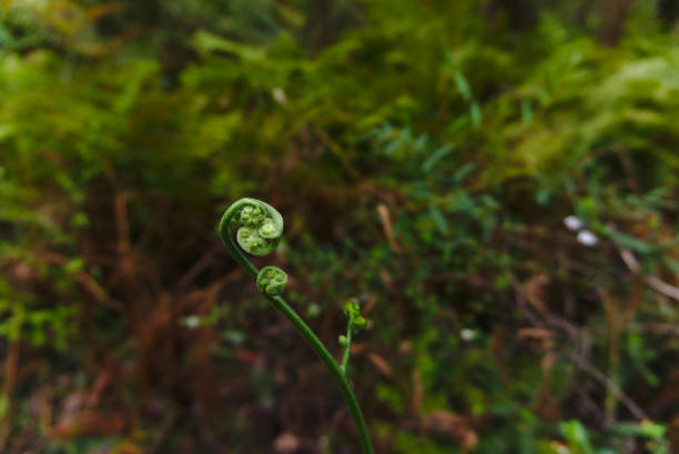 istock Coiled fiddle heads with natural background softly blurred 1204743012