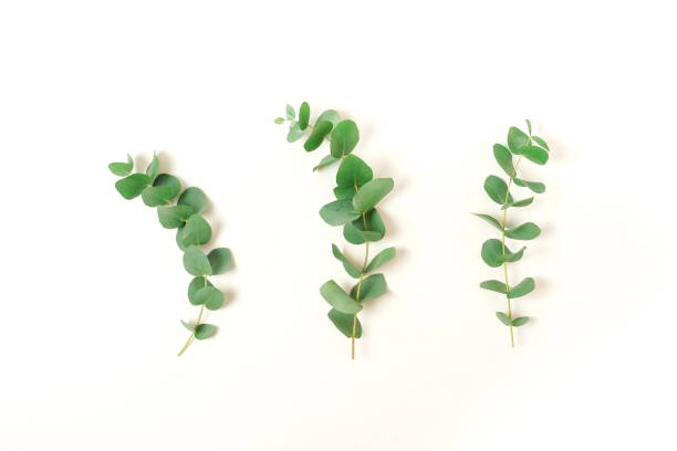 istock green eucalyptus leaves, branches set isolated on a white background. flat lay, top view. poster 1204743060