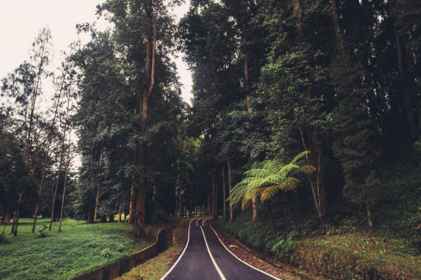 istock Asphalt road in jungle forest 1204743094