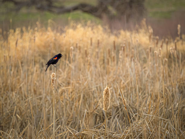 istock Red-Winged Blackbird Perched on a Cattail 1204744744