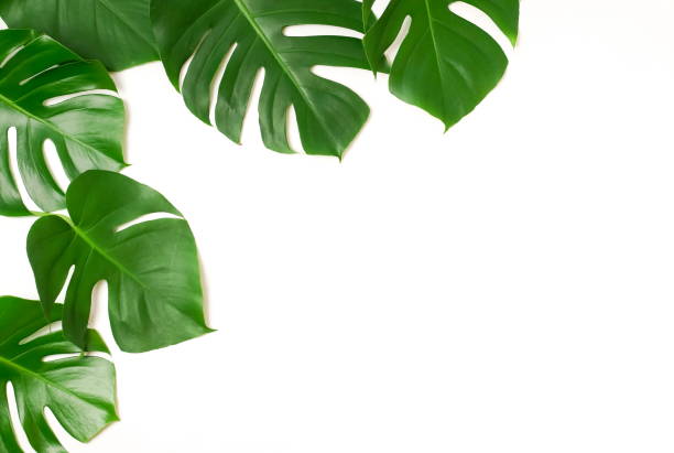 istock tropical green monstera leaves , branches pattern frame isolated on a white background. top view.copy space.abstract. 1204744792
