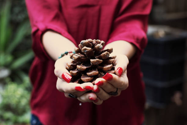 istock Woman hands holding Cedar cone 1204746417