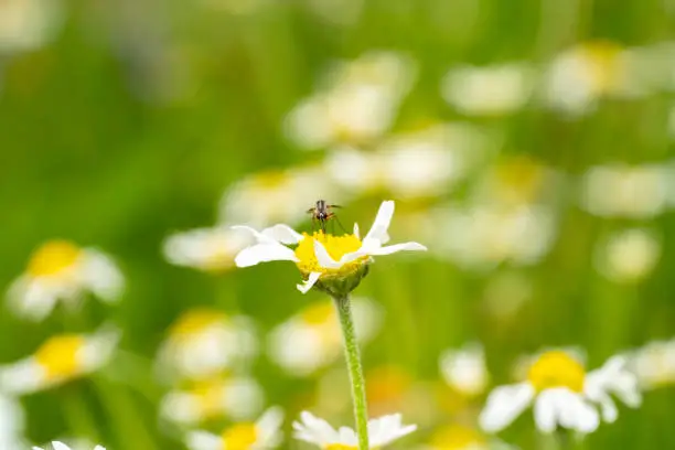 Yellow dial with white petal gerbera flower in the garden with a lynx spider in the corner