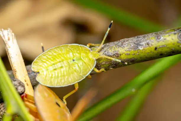 Side view shot of a flag green stink bug that looks like a leaf