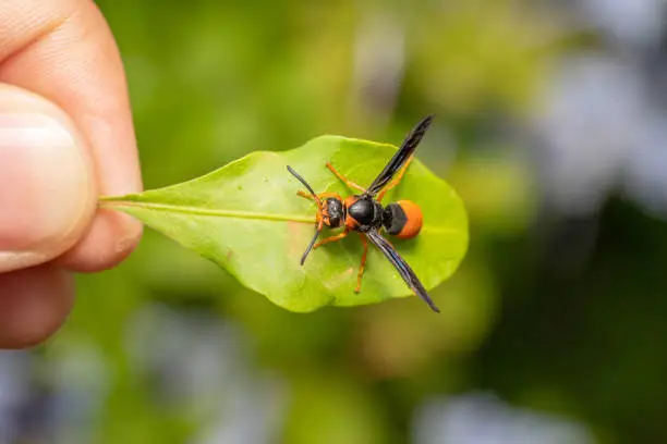 Black and orange potter wasp sitting/resting on a green leaf for comparison for it's size.
