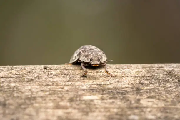 Grey leaf/tree beetle climbing up a wooden platform that matches its color