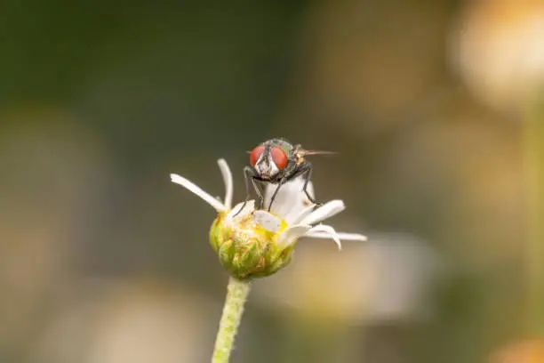 Housefly with red eyes sitting on a broken gerbera flower with almost no petals