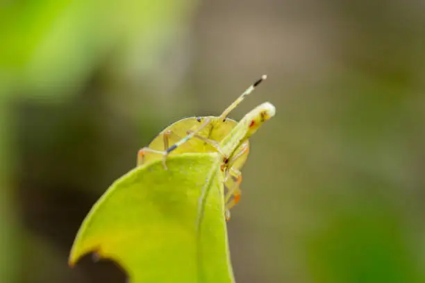 Side view shot of a flag green stink bug that looks like a leaf