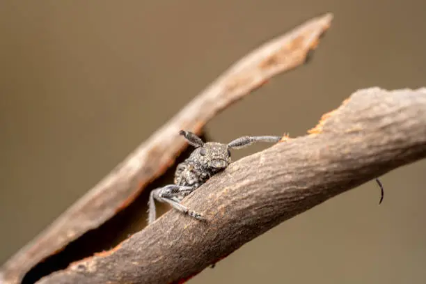 Tired acacia longicorn beetle tightly hugging a dry tree bark