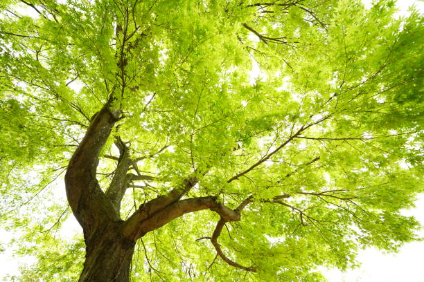 istock Green cherry blossom called Gyoikozakura 1204748407