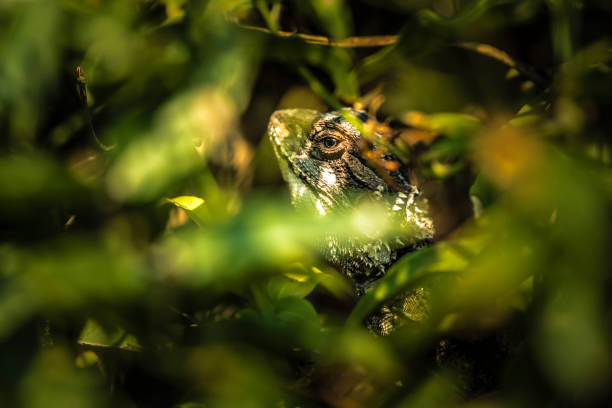 um lagarto cinza escondido entre folhas verdes e olhando para fora através de uma pequena lacuna - lizard landscape desert australia - fotografias e filmes do acervo