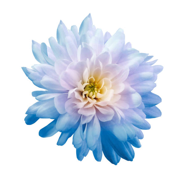 istock Chrysanthemum light blue-pink. Flower on  isolated  white background with clipping path without shadows. Close-up. For design. Nature. 1204748741