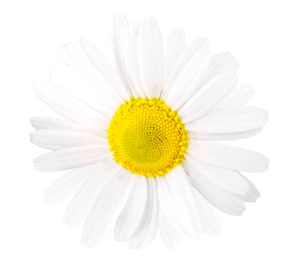 istock The Beautiful chamomile flowers on white 1204752230