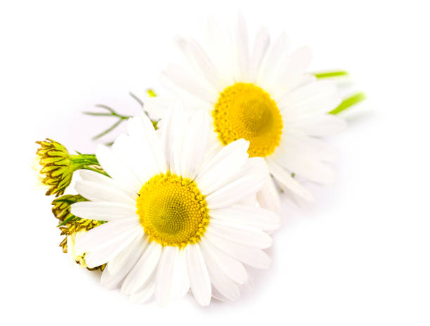 istock The Beautiful chamomile flowers on white 1204752232