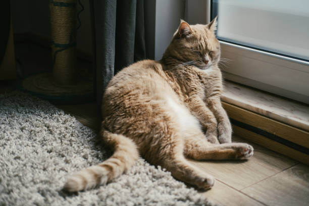 istock Red cat seating and sleeping at home near the window 1204753056