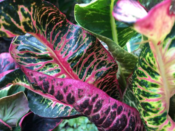 istock Beautiful Croton Tree in a Pot 1204753967
