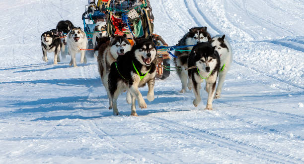 istock The dog sled running on a winter snow 1204755014