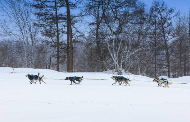 istock The dog sled running on a  winter landscape 1204755060