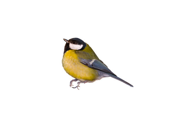 istock Bird tit isolated on white background close up 1204755114