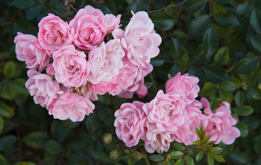 A pale pink rose just bursting into bloom, plus a tight bud against an out-of-focus background.