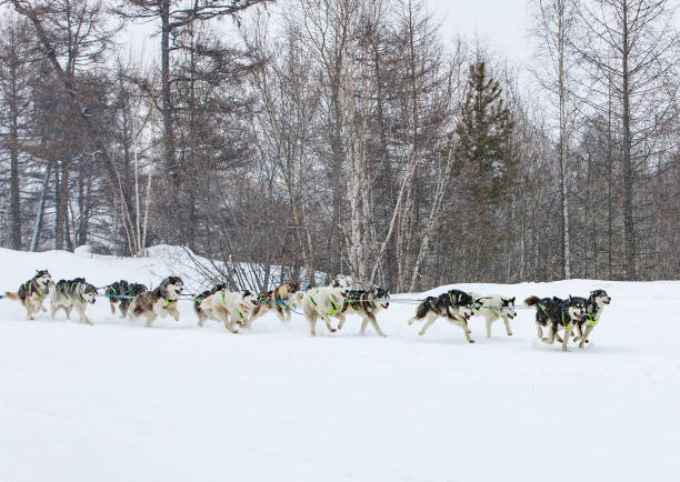 istock The dog sled running on a winter landscape 1204755338