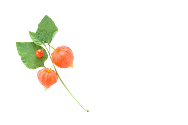 Group of Physalis on white background.