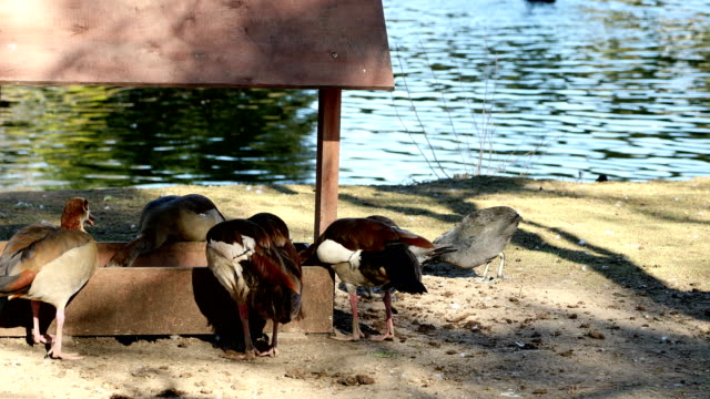 Ducks feeding in the farm near the water