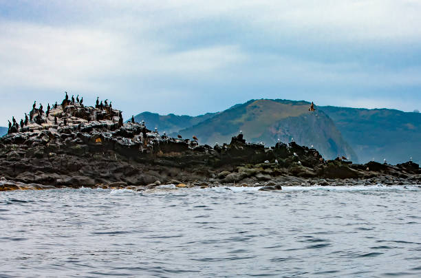 la colonia di cormorani (phalacrocorax carbo), penisola della kamčatka, - crested cormorant foto e immagini stock