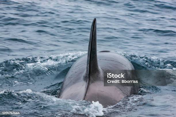 Killer Whales In The Blue Pacific Ocean Stock Photo - Download Image Now - Animals Breaching, Killer Whale, Adventure