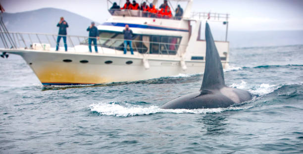 whale and the boat with tourists