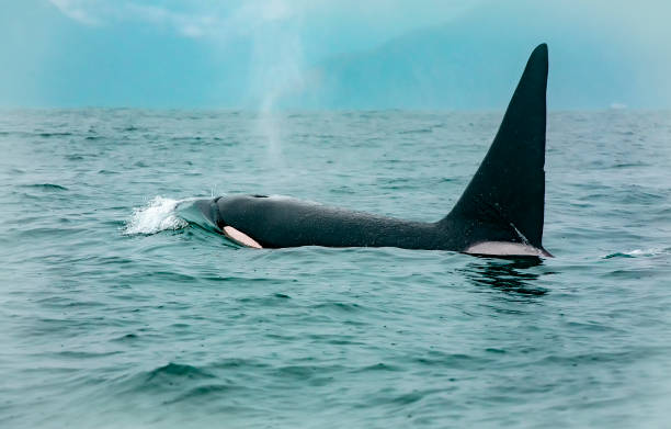 istock orca whales hitting sea lion in Pacific ocean 1204758390