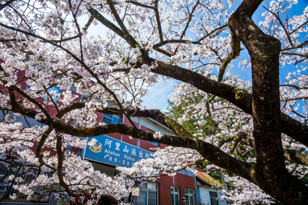 Chiayi, Taiwan - March 16, 2012: Cherry flowers bloom in Alishan of Chiayi, Taiwan, Alishan Forest Recreation Area in Chiayi, Taiwan.