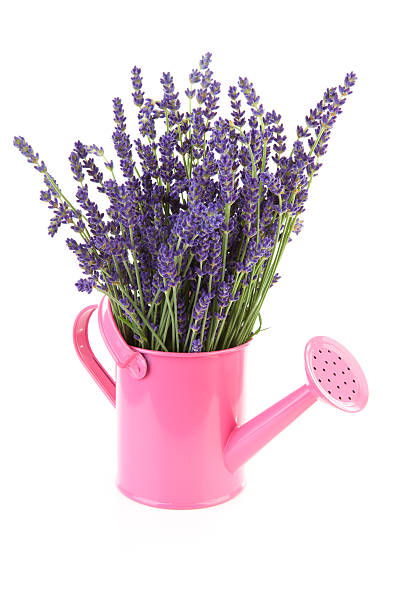 istock pink watering can with plucked lavender 120475950