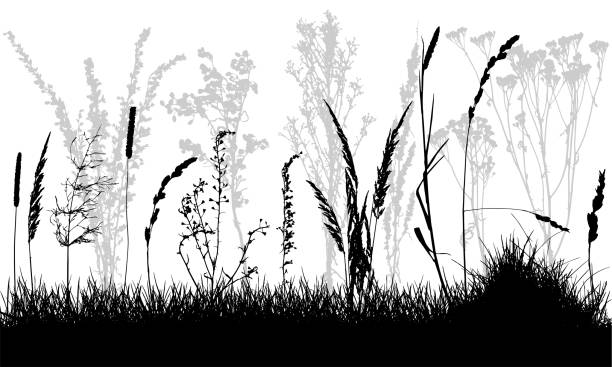 istock Silhouettes of grass and wild weeds. Vector illustration. 1204763100