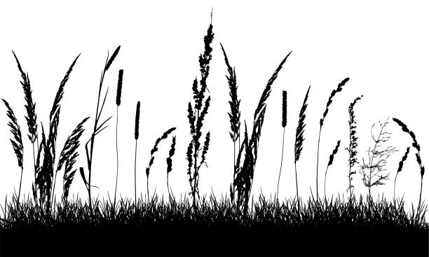 Silhouette of grassland, beautiful grass and weeds. Vector illustration. Silhouette of grassland, beautiful grass and weeds. Vector illustration. grass vector meadow spring stock illustrations