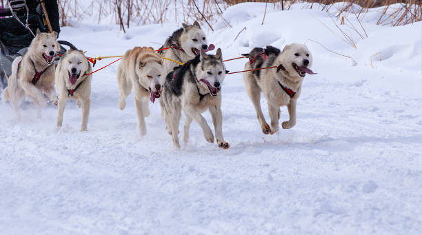 istock sled dog race on snow in winter 1204763454