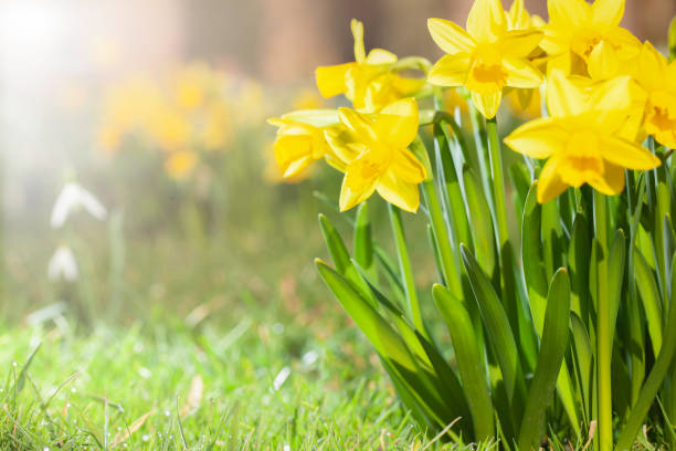 daffodils creciendo en un jardín de primavera - primavera estación fotografías e imágenes de stock