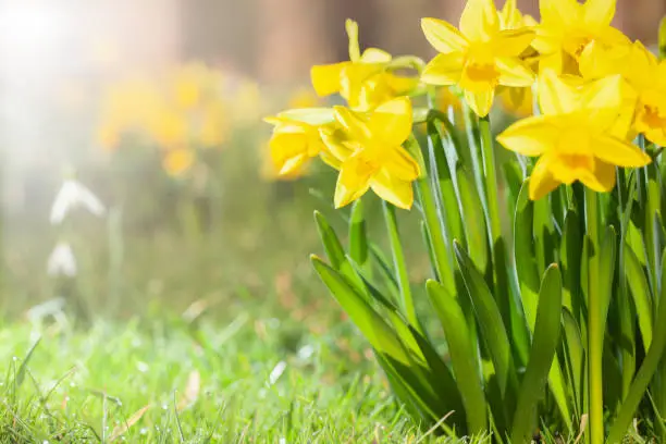 Spring daffodils in a flower garden with copy space.