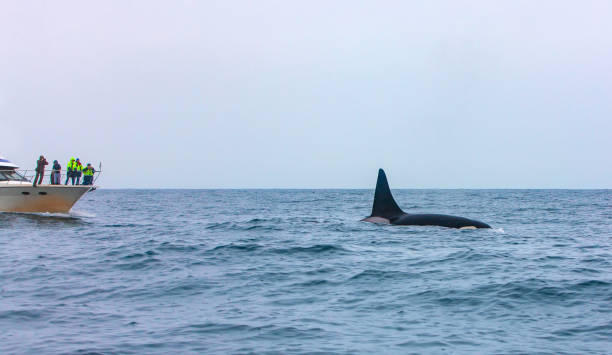 istock Tourist watching a killer whales dive in Kamchatka 1204764583