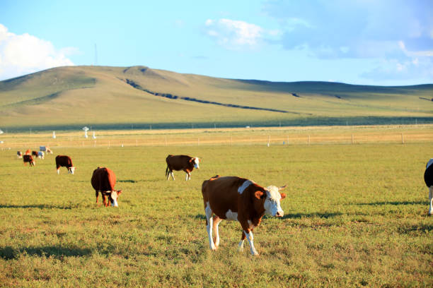 istock A herd of cattle are eating grass on the grassland 1204765554