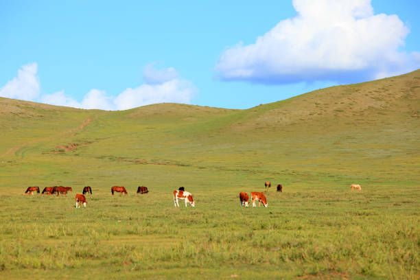 istock A herd of cattle are eating grass on the grassland 1204765587